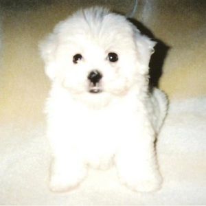 Meet your Posher, Lilly